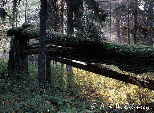 Białowieski Park Narodowy