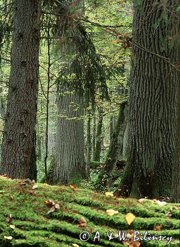 Białowieski Park Narodowy, rezerwat ścisły