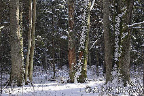 Miejsce Mocy, Puszcza Białowieska