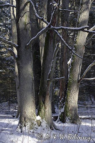 Miejsce Mocy, Puszcza Białowieska