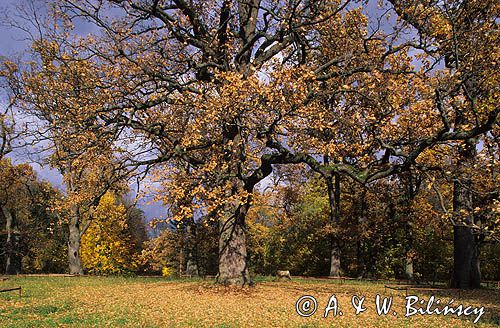 Białowieża park pałacowy dęby