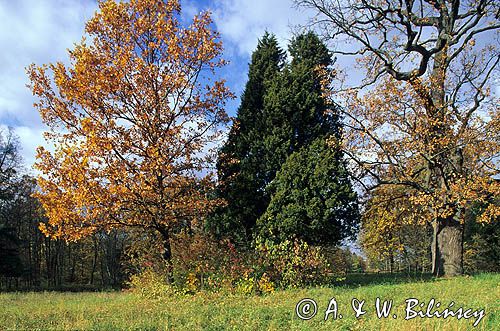 Białowieża, park pałacowy, dęby i jałowiec