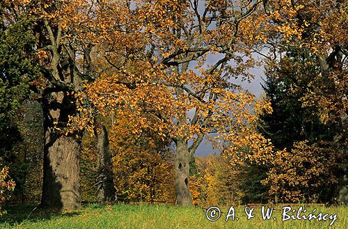 Białowieża park pałacowy dęby