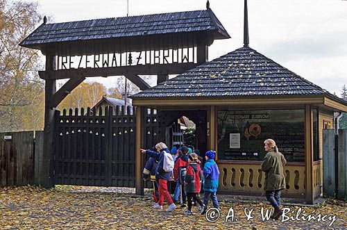 Puszcza Białowieska, Białowieża, rezerwat pokazowy żubrów