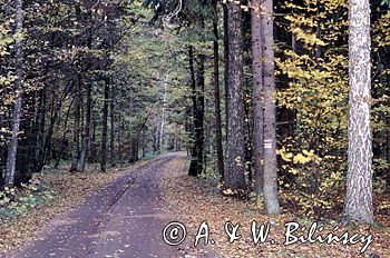 Białowieża, Puszcza Białowieska