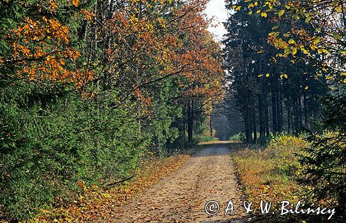 Białowieża, Puszcza Białowieska