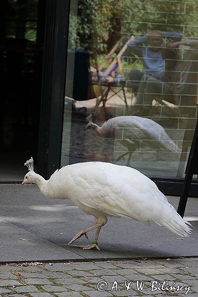 Warszawa, Łazienki Królewskie, biały paw, Pavo cristatus