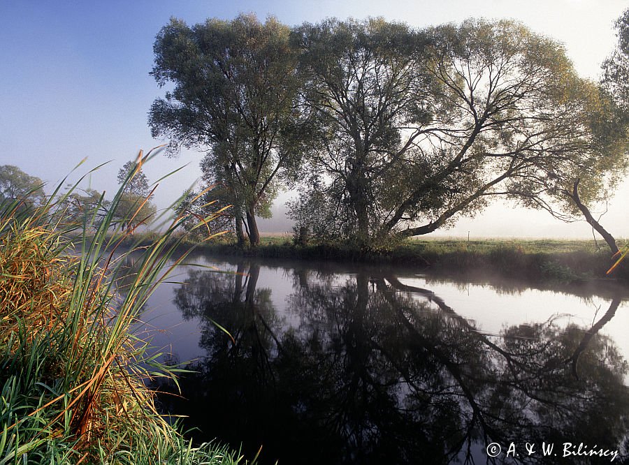 Rzeka Biebrza