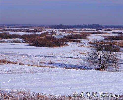 zima na Bagnach Biebrzańskich, rzeka Biebrza zimą, Biebrzański Park Narodowy, widok z Burzyna