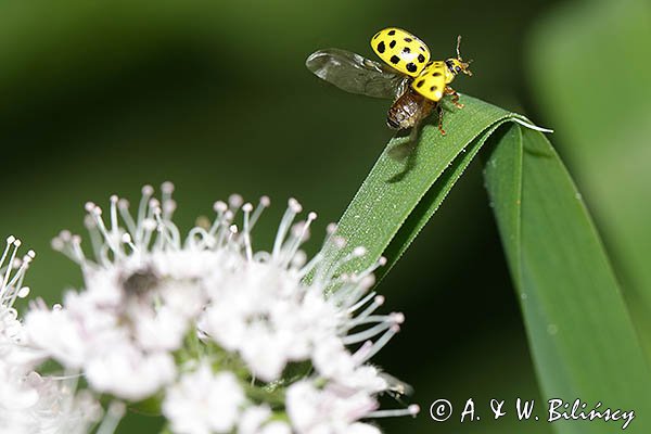 Biedronka mączniakówka, kroszela, biedronka dwudziestodwukropka, Psyllobora vigintiduopunctata, syn. Thea vigintiduopunctata