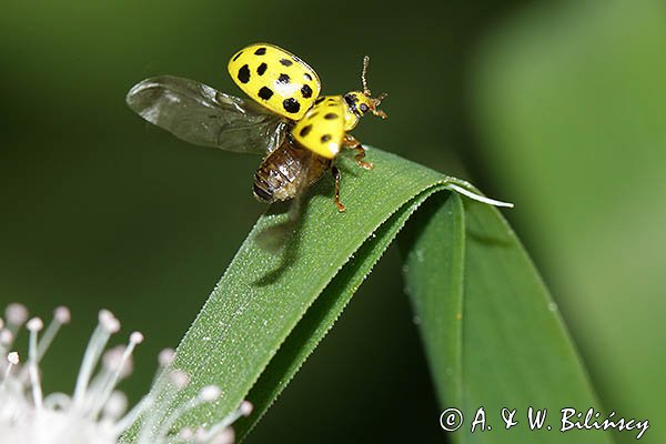 Biedronka mączniakówka, kroszela, biedronka dwudziestodwukropka, Psyllobora vigintiduopunctata, syn. Thea vigintiduopunctata