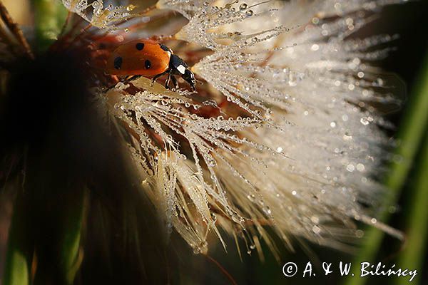 biedronka siedmiokropka, Coccinella septempunctata