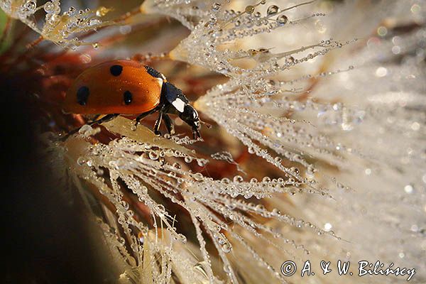 biedronka siedmiokropka, Coccinella septempunctata