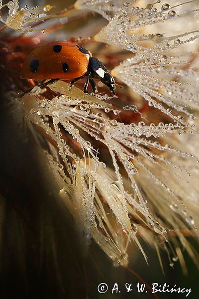 biedronka siedmiokropka, Coccinella septempunctata