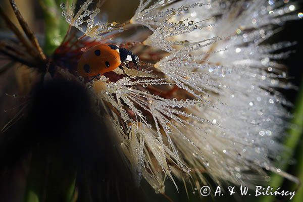 biedronka siedmiokropka, Coccinella septempunctata