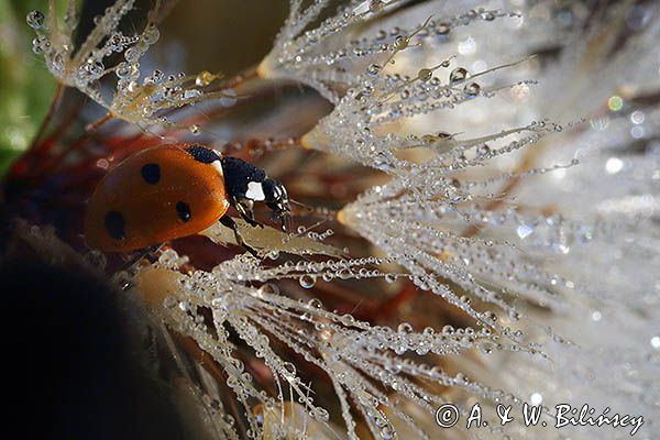 biedronka siedmiokropka, Coccinella septempunctata