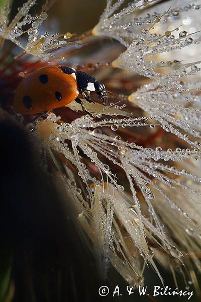 biedronka siedmiokropka, Coccinella septempunctata