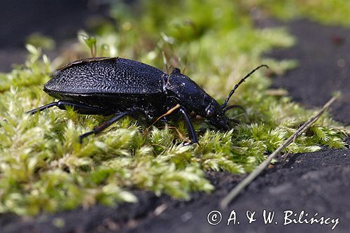 biegacz skórzasty Carabus coriaceus