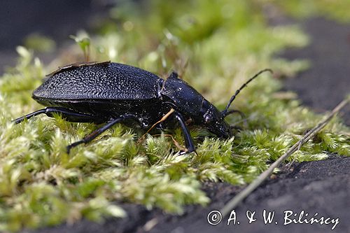 biegacz skórzasty Carabus coriaceus