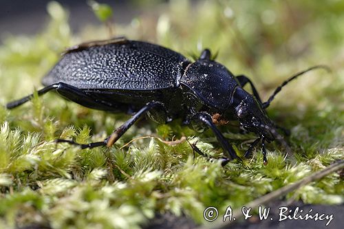 biegacz skórzasty Carabus coriaceus