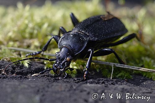 biegacz skórzasty Carabus coriaceus i roztocz