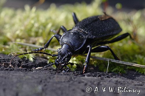 biegacz skórzasty Carabus coriaceus