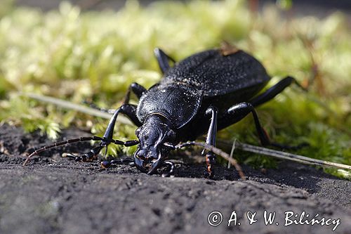 biegacz skórzasty Carabus coriaceus