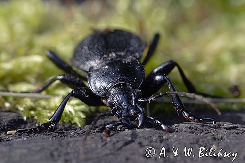 biegacz skórzasty Carabus coriaceus