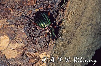 biegacz zielonozłoty Carabus auronitens)