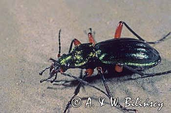 biegacz zielonozłoty Carabus auronitens)