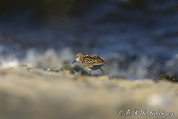 Biegus malutki, Calidris minuta