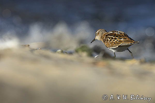 Biegus malutki, Calidris minuta