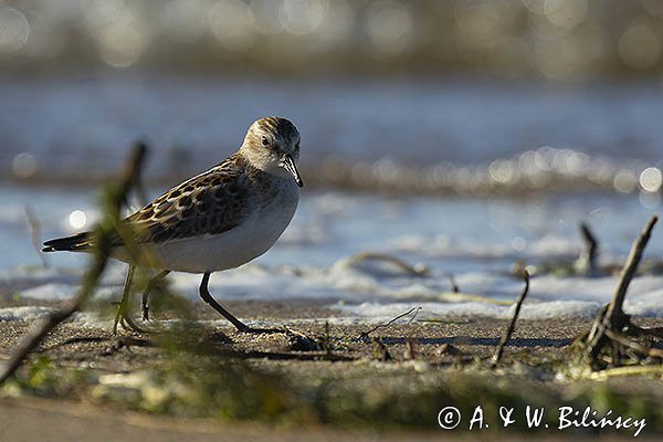 Biegus malutki, Calidris minuta