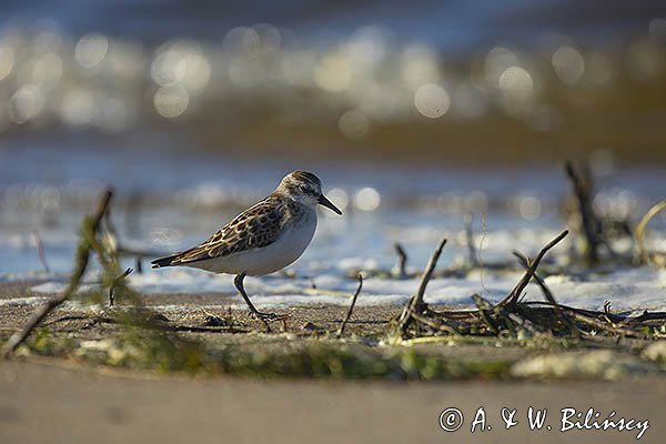 Biegus malutki, Calidris minuta