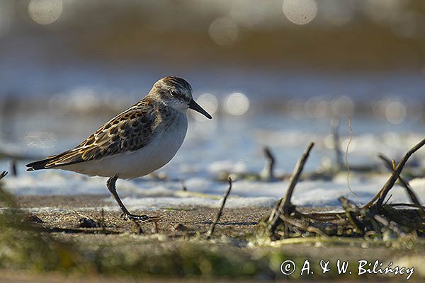 Biegus malutki, Calidris minuta