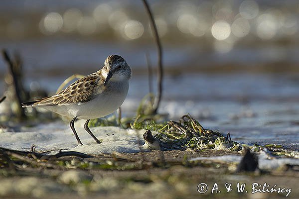 Biegus malutki, Calidris minuta