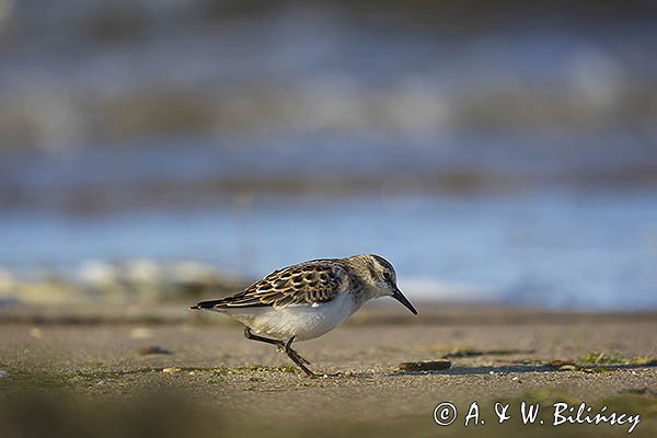 Biegus malutki, Calidris minuta
