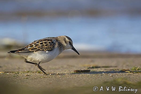 Biegus malutki, Calidris minuta