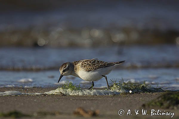 Biegus malutki, Calidris minuta