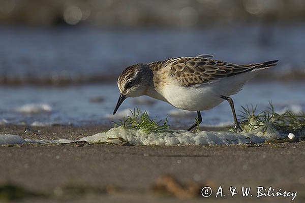 Biegus malutki, Calidris minuta