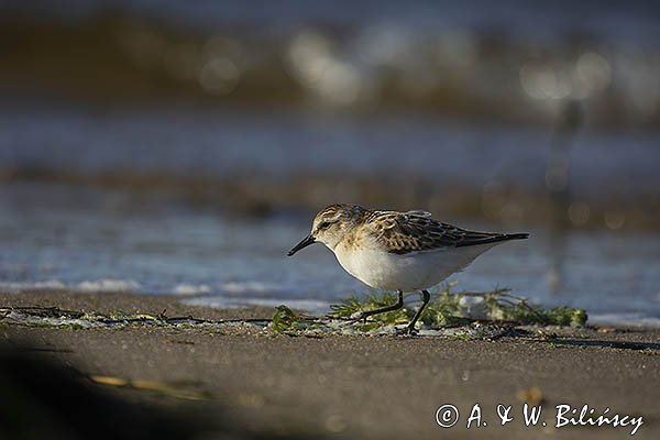 Biegus malutki, Calidris minuta