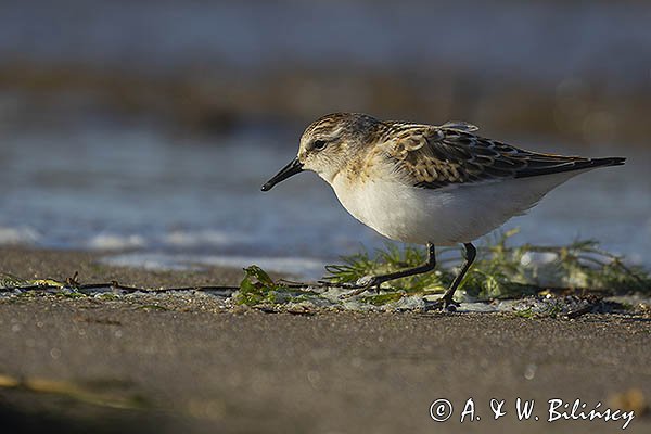 Biegus malutki, Calidris minuta