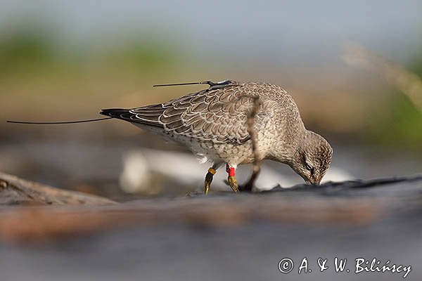 Biegus rdzawy, Calidris canutus