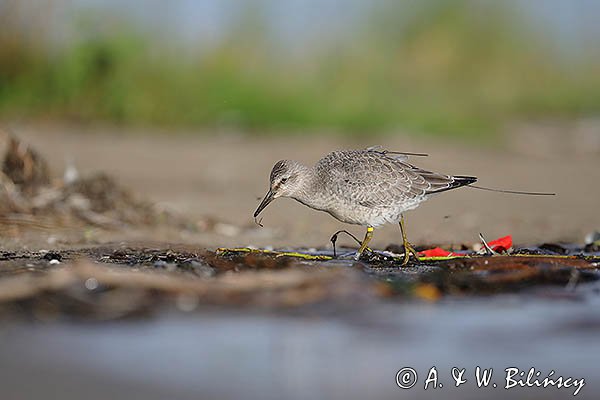 Biegus rdzawy, Calidris canutus