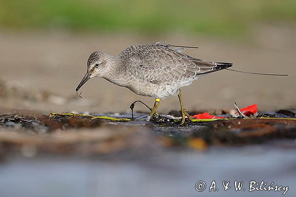 Biegus rdzawy, Calidris canutus