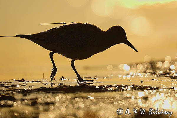 Biegus rdzawy, Calidris canutus