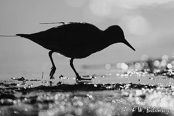 Biegus rdzawy, Calidris canutus