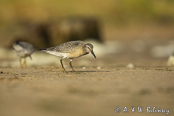 Biegus rdzawy, Calidris canutus
