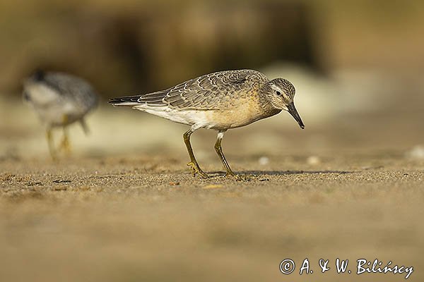 Biegus rdzawy, Calidris canutus