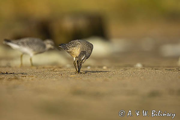 Biegus rdzawy, Calidris canutus